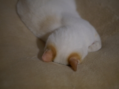 顔を埋めるのが好き