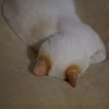 顔を埋めるのが好き