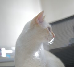 朝日とねこ