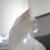 朝日とねこ
