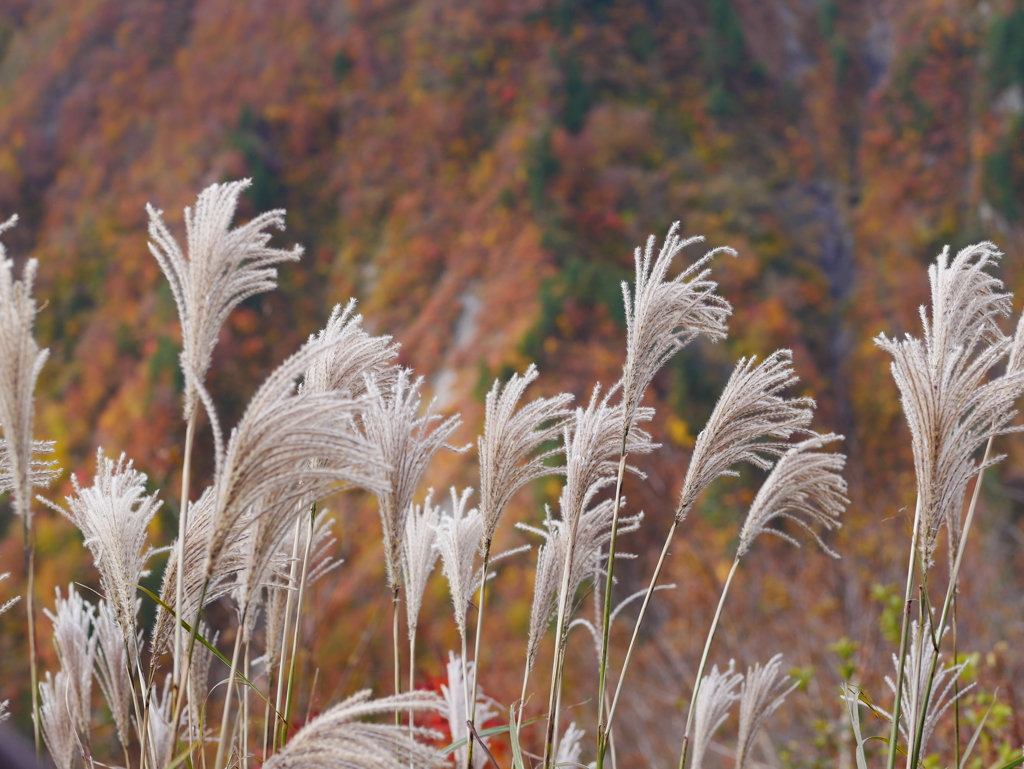 すすき越しの紅葉