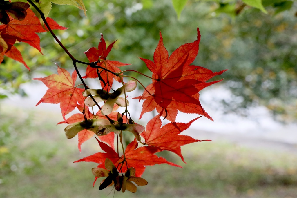 信州の紅葉はこれから