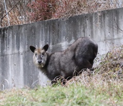 カモシカ