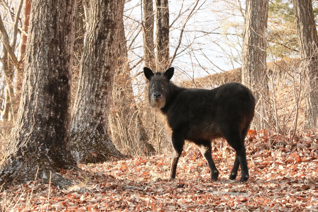 カモシカ