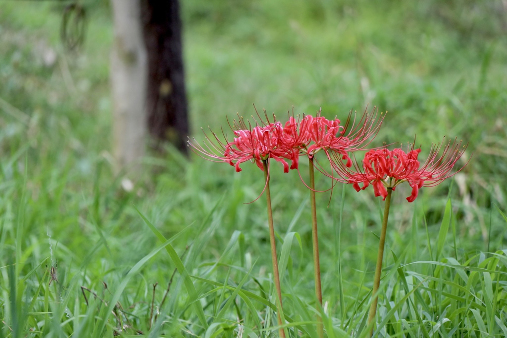 曼珠沙華