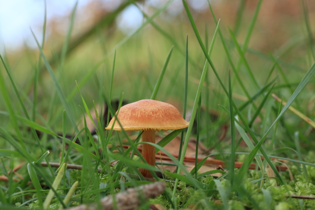 苔とキノコ