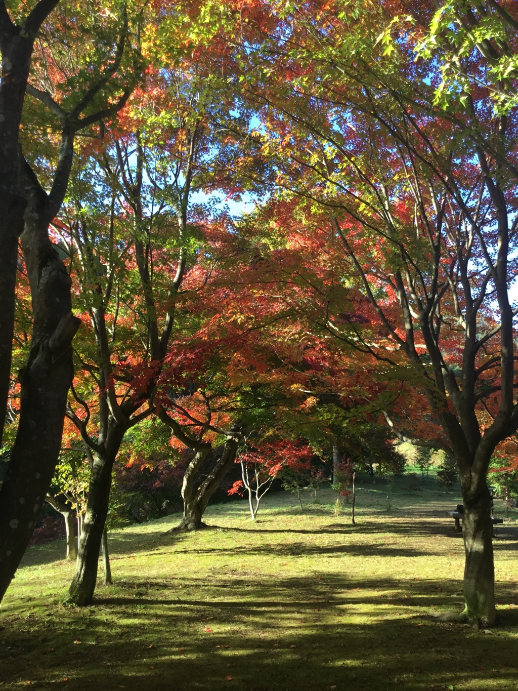 カエデのアーチ