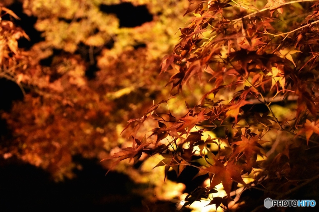 紅葉
