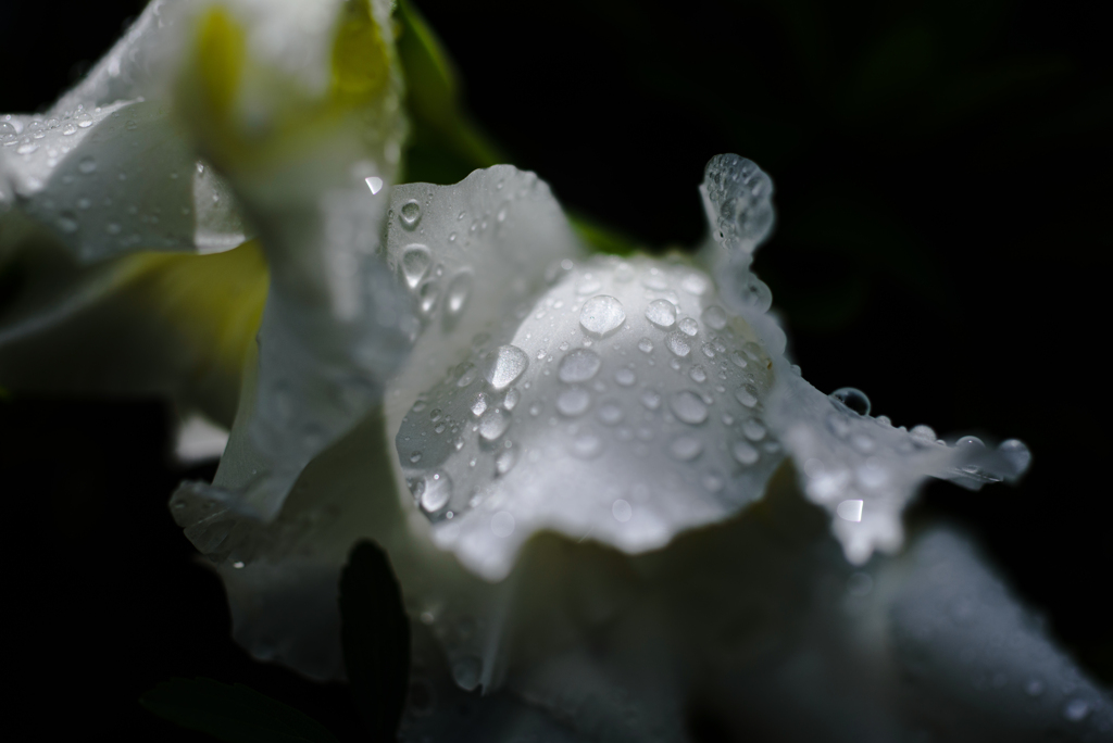 6月の花嫁