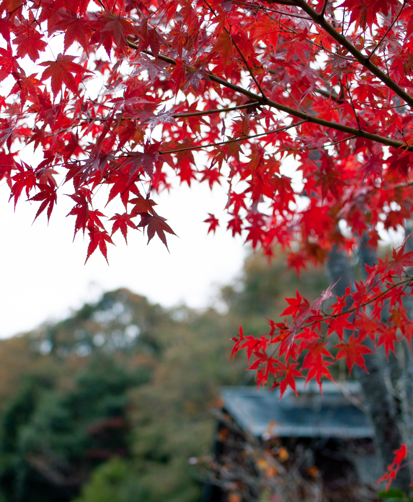 11月26日