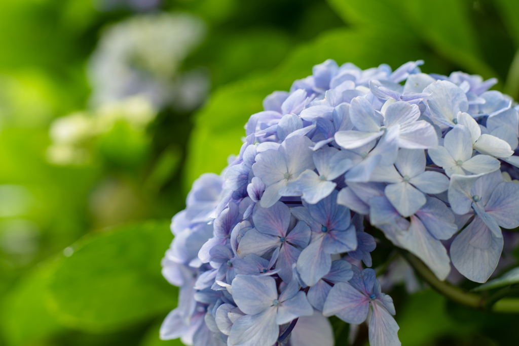 林道にて紫陽花