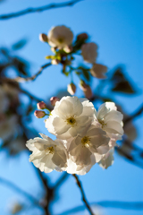 伊豆最福寺のしだれ桜