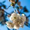 伊豆最福寺のしだれ桜