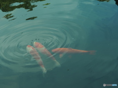 水面に朱