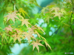 雨上がりの緑と紅