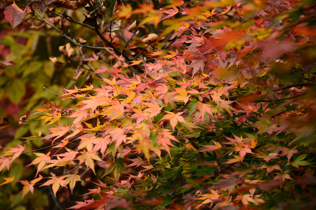 紅葉真っ盛り