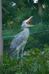 ハシビロコウの欠伸