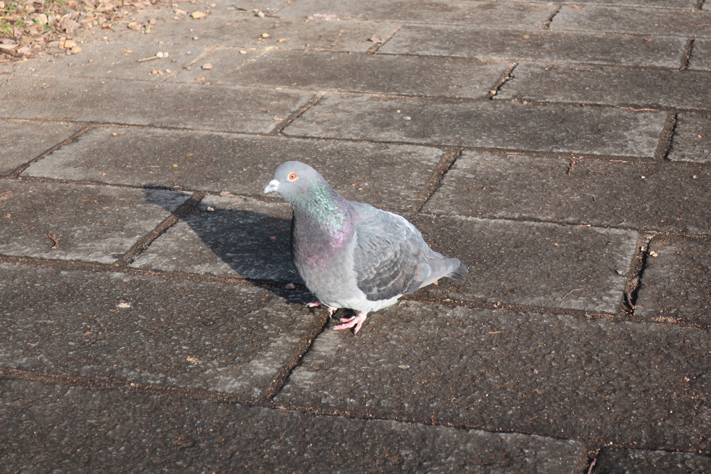 鳩ぽっぽ