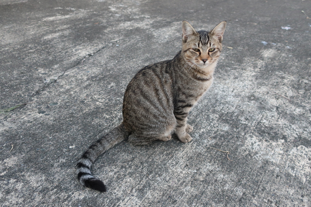 野良猫