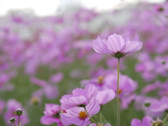秋桜②