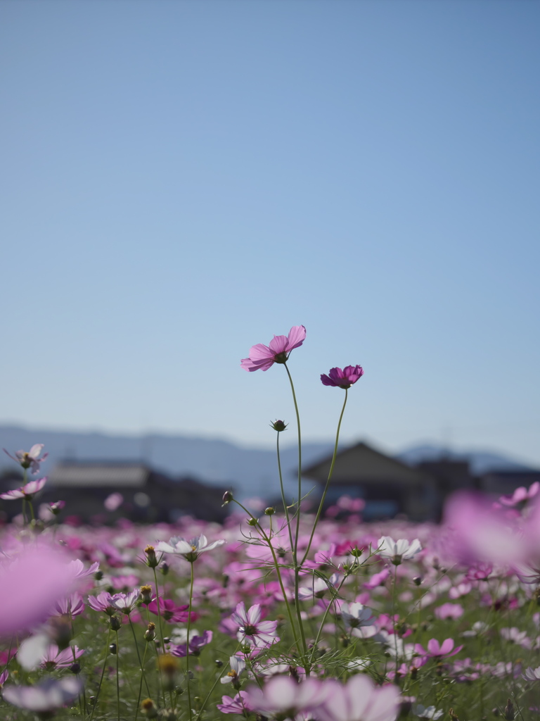 秋桜を①