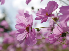 秋桜③