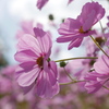 秋桜③