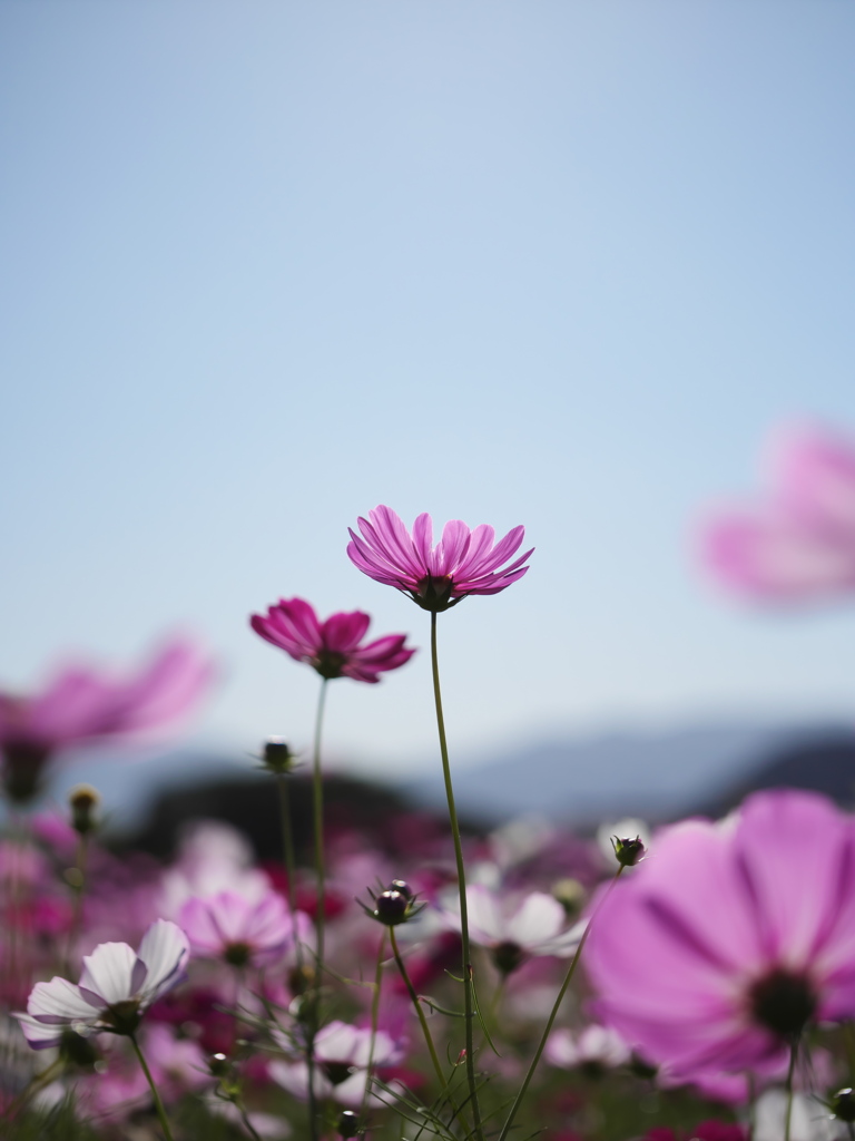 秋桜を③
