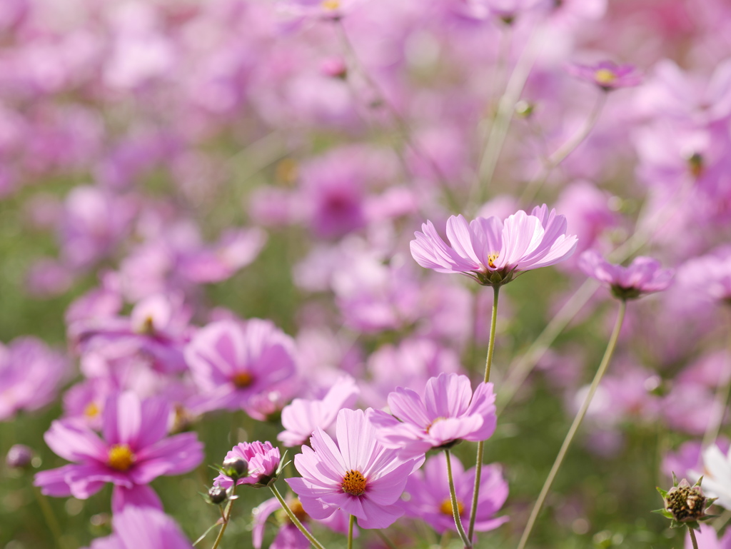 秋桜①