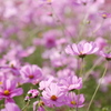 秋桜①