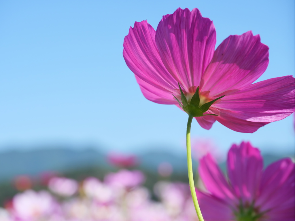 ～秋桜～