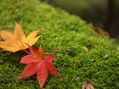 紅葉　寄り添う