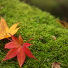 紅葉　寄り添う