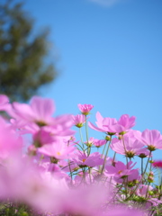 ～秋桜～　ピンク