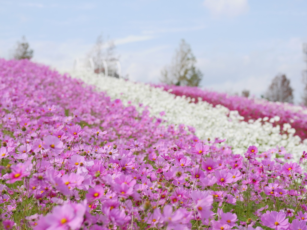 秋桜