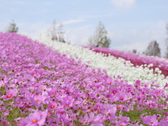 秋桜