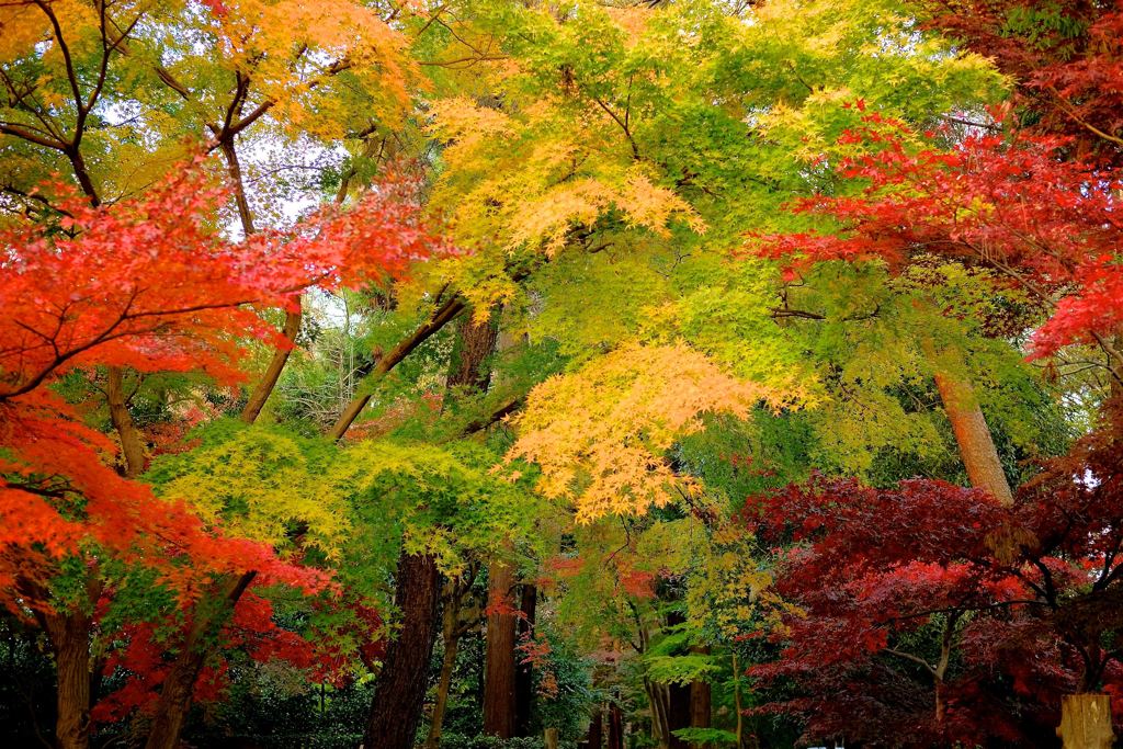 平林寺