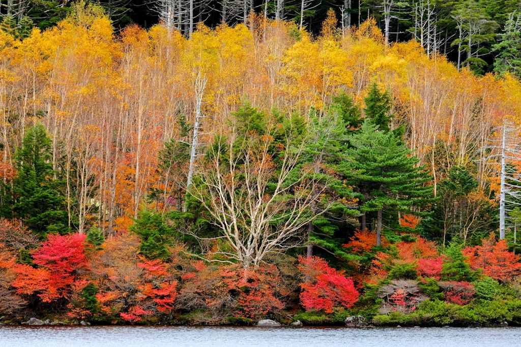 湖畔の紅葉