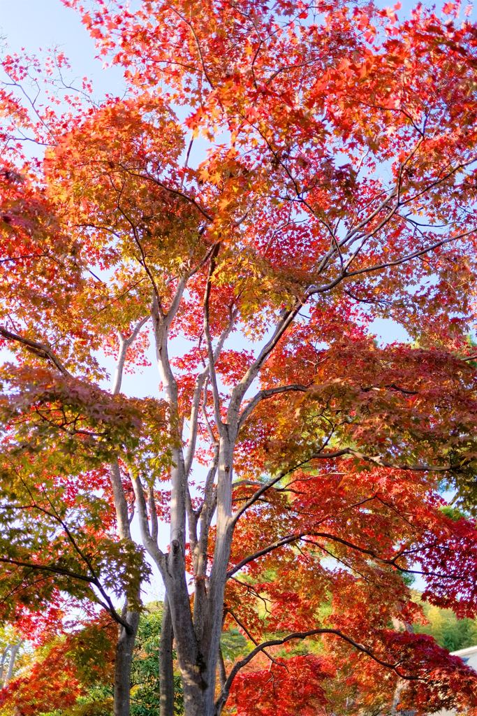 端正な紅葉