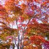 端正な紅葉