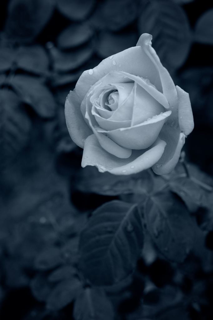 薔薇モノクローム