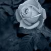 薔薇モノクローム