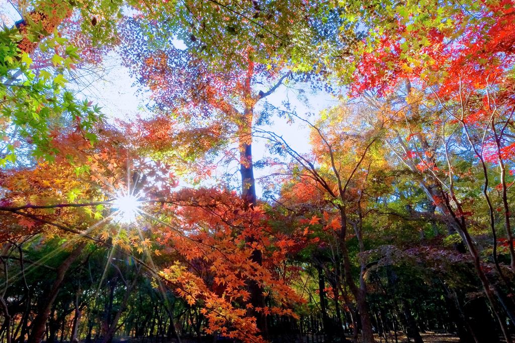 平林寺の紅葉（2018）