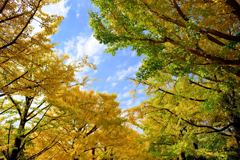 黄葉と秋の空