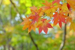 淡い紅葉