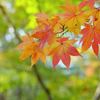 淡い紅葉