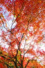 紅葉狩り