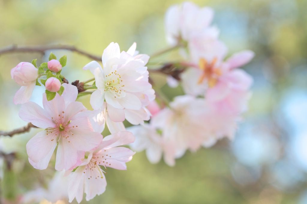 秋の桜