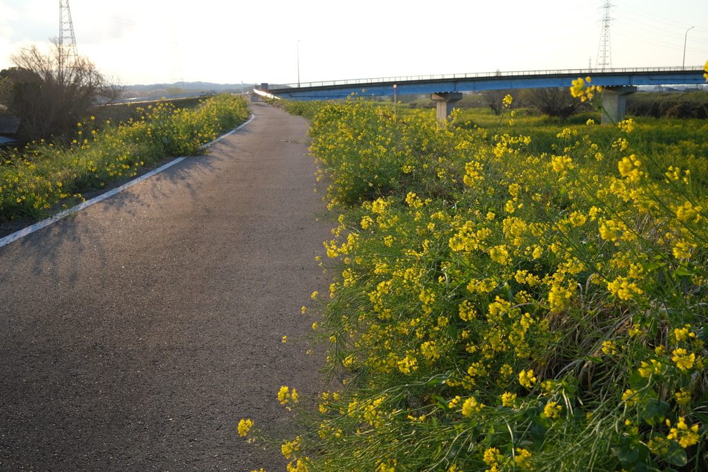 都幾川河川敷