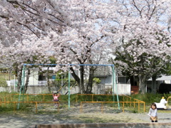 満開の桜を独り占め